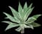 Variegated Fox Tail Agave — design image 5