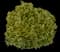 Yaupon Holly Shrub — design image 1