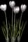 Dutch Crocus — design image 1