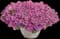 Supertunia® Vista Jazzberry Petunia — design image 2