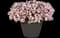 Versa™ Appleblossom Bacopa — design image 2