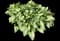 Heartleaf Brunnera — design image 5