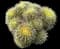 Golden Barrel Cactus — design image 16