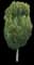 American Hornbeam — design image 2