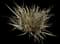 New Zealand Flax (Phormium tenax) — design image 11