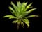 Fox Tail Agave — design image 5