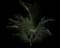 Areca Palm Tree — design image 2