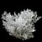 Dusty Miller — design image 3