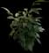 Weeping Fig Tree — design image 9