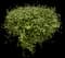 Big Leaf Creeping Wire Vine — design image 2