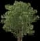 Sweet Chestnut Tree — design image 1