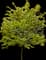 Honeylocust Tree — design image 4