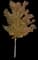 Silver Maple Tree — design image 18