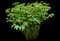 Chinese Peony — design image 4