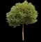 Camphor Laurel Tree — design image 1