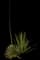 Thread-leaf Agave — design image 12