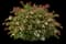 Ruby Anniversary Abelia — design image 1