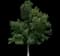 Emerald Queen™ Norway Maple — design image 3