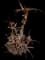 Torch Aloe — design image 28