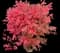 Burning Bush — design image 26