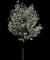 Jill Flowering Pear — design image 1