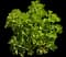 Geranium (Pelargonium) — design image 2