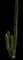 Blue Myrtle Cactus — design image 1