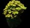 'Firefly Sunshine' Yarrow — design image 1