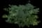Forsythia Shrub — design image 3