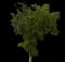 Box Elder Maple — design image 1