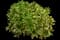 Maejima Variegated Winter Daphne — design image 1