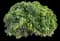 Roughleaf dogwood — design image 6