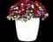 Trixi® Plant Combinations from Selecta — design image 6