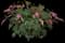 Bleeding Hearts — design image 1