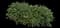 Rock Cotoneaster — design image 1