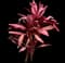 'Red Sister' Cabbage Palm — design image 25