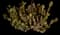 Bunny Ears Cactus — design image 7