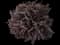 Barberry Bush — design image 3