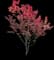 Japanese Maple Tree — design image 8