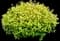 Abelia 'Kaleidoscope' — design image 1