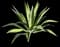 Spanish Dagger Yucca — design image 6