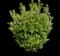 Flame Amur Maple Tree — design image 3