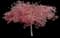 Japanese Maple Tree — design image 21