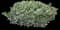 Cherry Laurel Shrub — design image 17