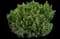 Mugo Pine — design image 3
