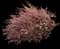 Red-Pink Barberry — design image 1