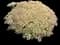 Showy stonecrop — design image 12