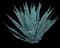 Blue American Agave Plant — design image 3