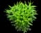 Tall Garden Phlox (Phlox paniculata) — design image 3