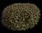 Indian Hawthorn (Rhaphiolepis indica) — design image 11